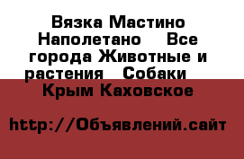 Вязка Мастино Наполетано  - Все города Животные и растения » Собаки   . Крым,Каховское